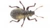 Strophosoma capitatum